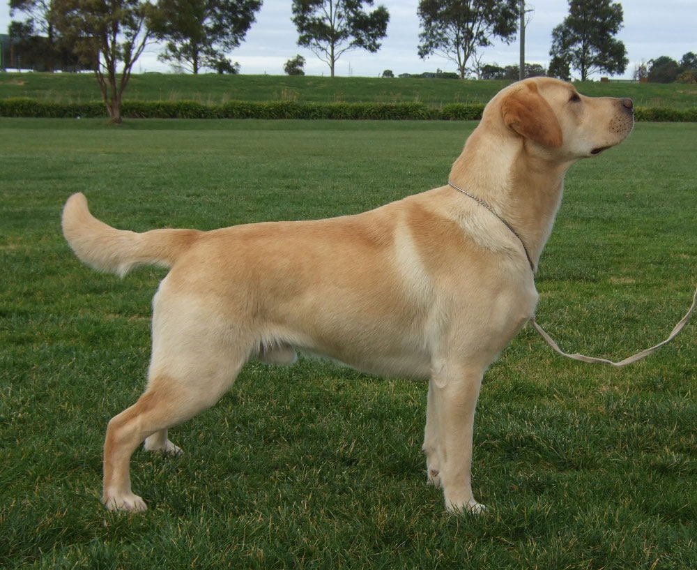labradorsky-retrivr-3